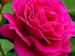 Роза чайно-гибридная МАЛИНОВЫЙ ЗВОН